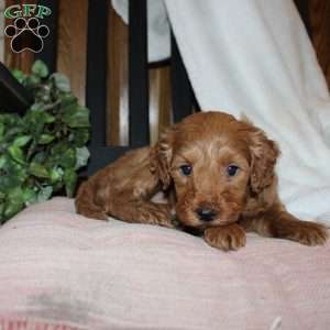 Lindsey, Mini Goldendoodle Puppy