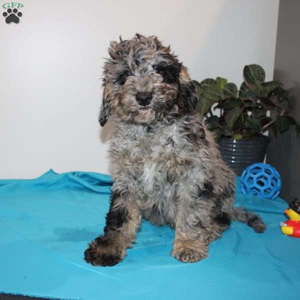 Kenny, Mini Labradoodle Puppy