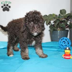 Kendra, Mini Labradoodle Puppy