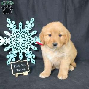 Madison, Miniature Golden Retriever Puppy