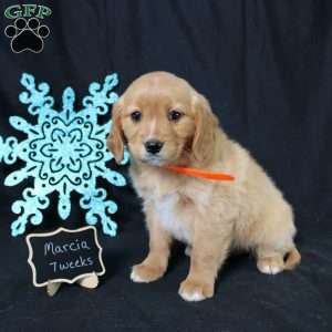 Marcia, Miniature Golden Retriever Puppy