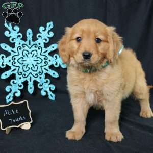 Mike, Miniature Golden Retriever Puppy