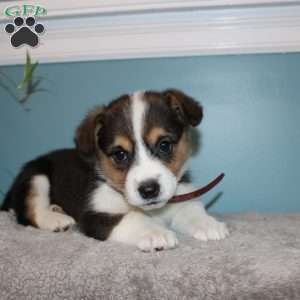 Brooklyn, Pembroke Welsh Corgi Puppy