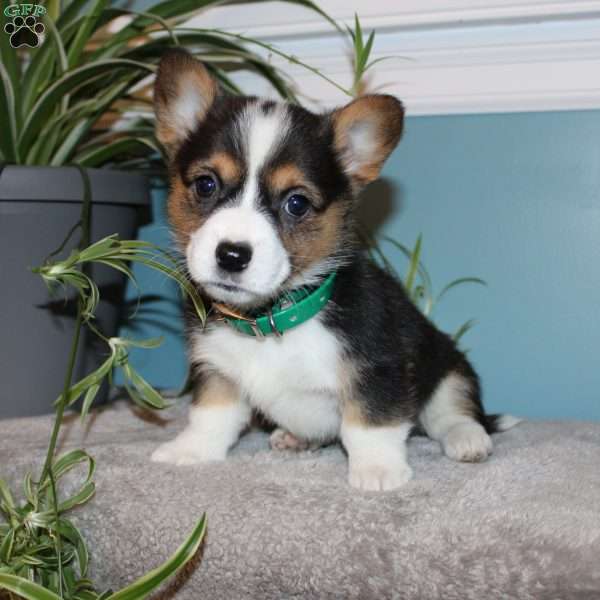 Blossom, Pembroke Welsh Corgi Puppy