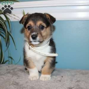 Brinley, Pembroke Welsh Corgi Puppy