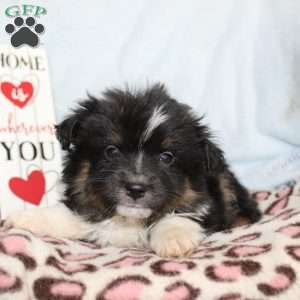 Larry, Miniature Australian Shepherd Puppy