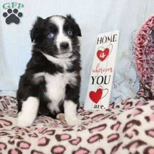 Tracy, Miniature Australian Shepherd Puppy