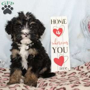 Joy, Mini Bernedoodle Puppy