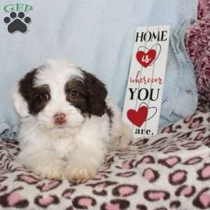 Daisy, Mini Bernedoodle Puppy