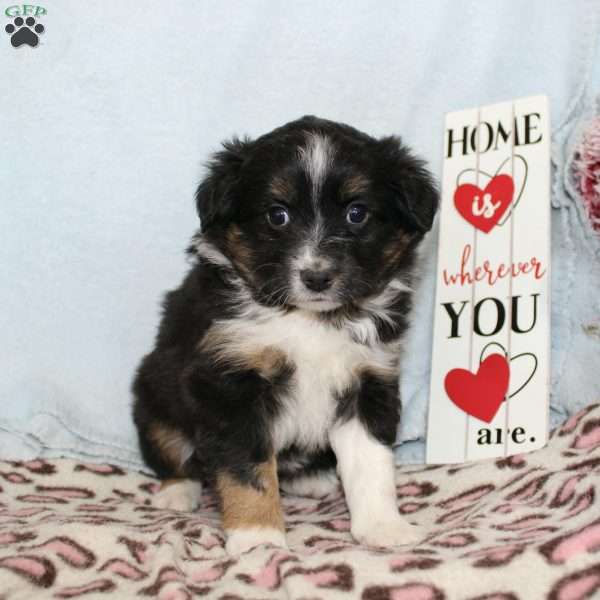 Twila, Miniature Australian Shepherd Puppy