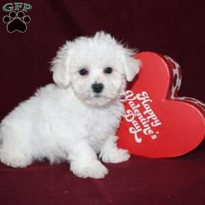 Cooper, Bichon Frise Puppy