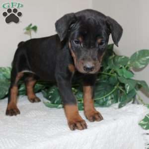 Logan, Doberman Pinscher Puppy