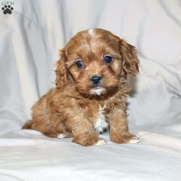 Frisky, Cavapoo Puppy