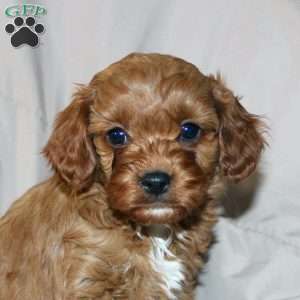 Frank, Cavapoo Puppy