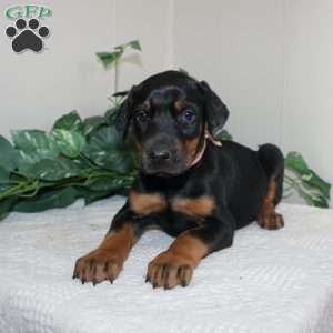 Lindsey, Doberman Pinscher Puppy