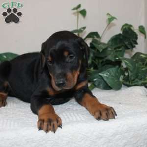 Larry, Doberman Pinscher Puppy