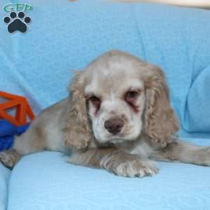 Dancer, Cocker Spaniel Puppy