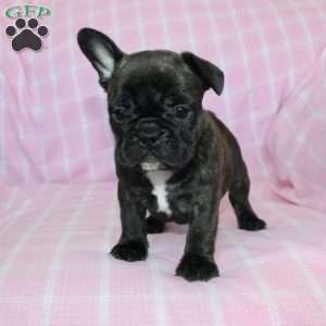 Sheila, French Bulldog Puppy