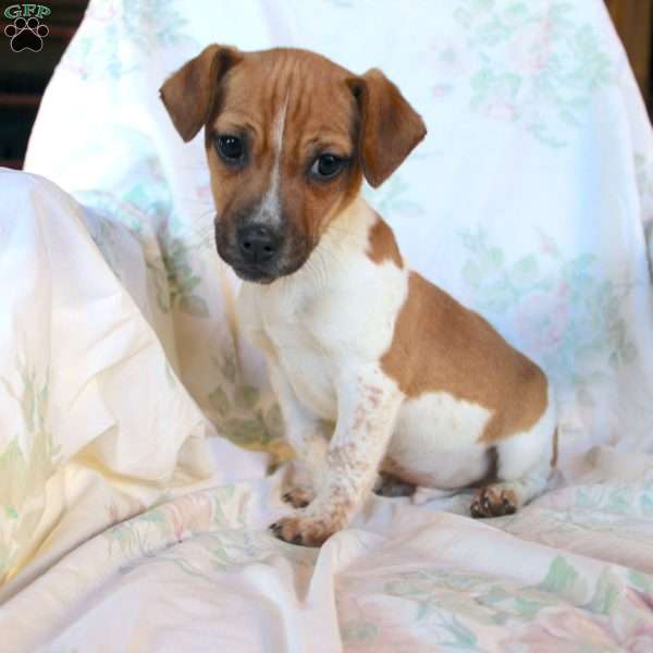 Danny, Jack Russell Mix Puppy