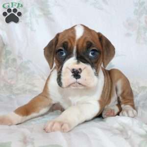 Beauty, Boxer Puppy