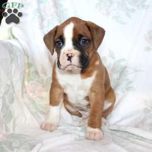 Bentley, Boxer Puppy