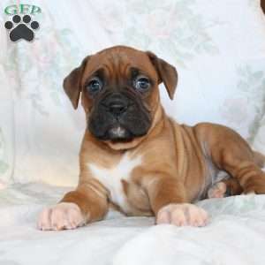 Ben, Boxer Puppy