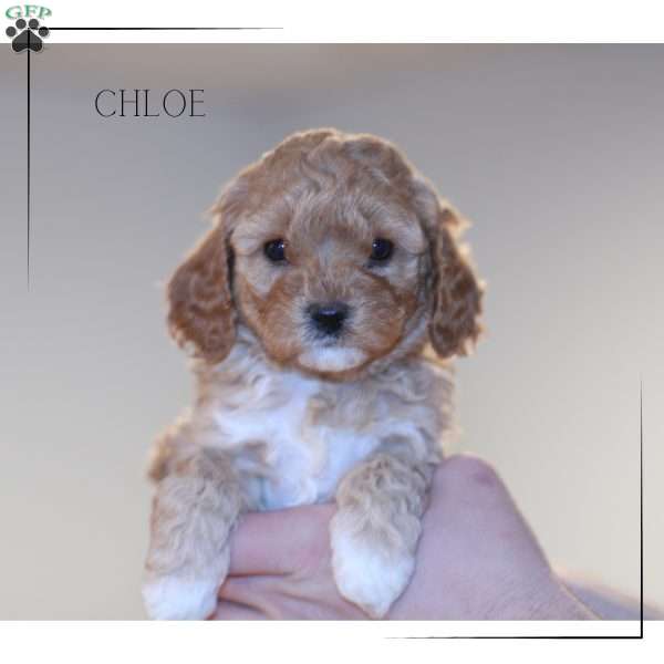 Chloe, Cavapoo Puppy