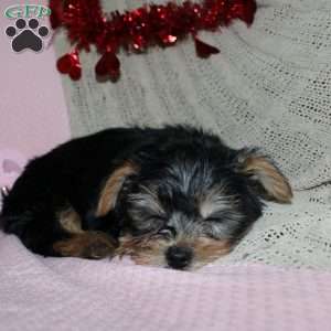 David, Yorkie Puppy