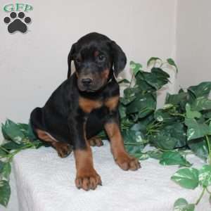 Lonnie, Doberman Pinscher Puppy