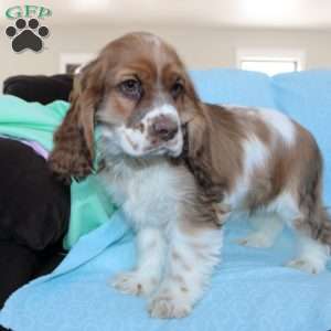 Jolly, Cocker Spaniel Puppy