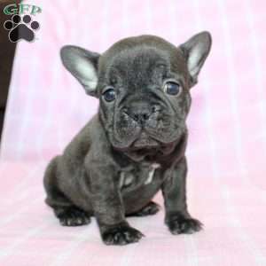 Sara, French Bulldog Puppy