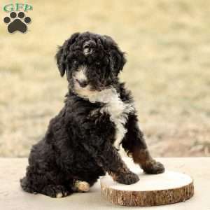 Bandit, Mini Bernedoodle Puppy