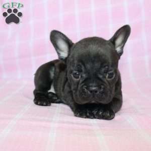 Sara, French Bulldog Puppy