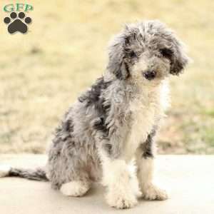 Tanner, Mini Sheepadoodle Puppy