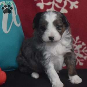 Kyra, Aussiedoodle Puppy