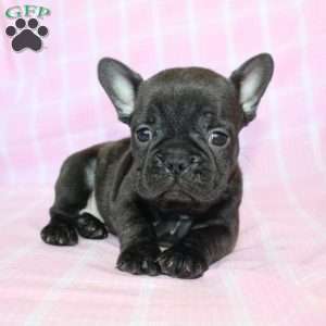 Sara, French Bulldog Puppy