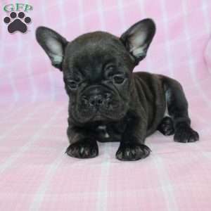 Sara, French Bulldog Puppy