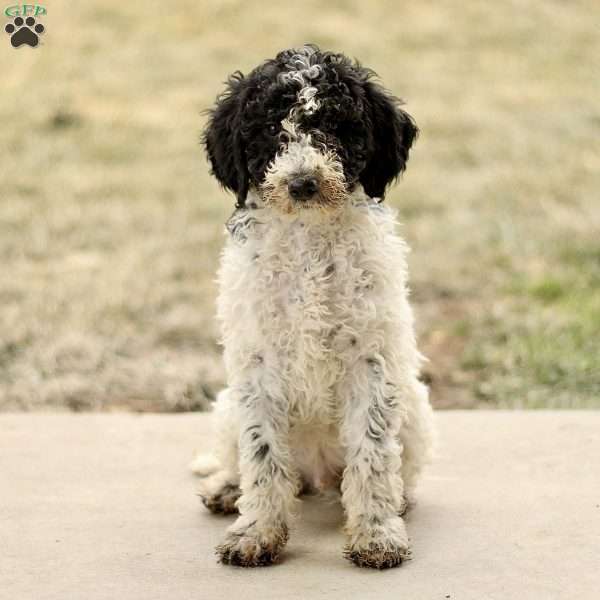 Arlo, Mini Sheepadoodle Puppy