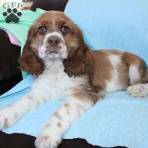 Jolly, Cocker Spaniel Puppy