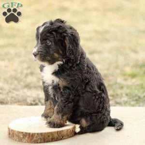 Braden, Mini Bernedoodle Puppy