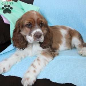 Jolly, Cocker Spaniel Puppy