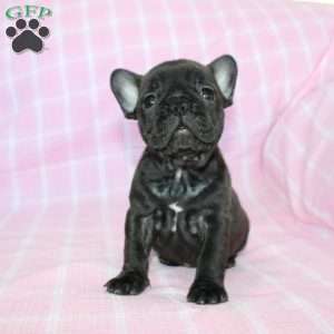 Sara, French Bulldog Puppy