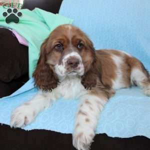 Jolly, Cocker Spaniel Puppy