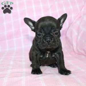 Sara, French Bulldog Puppy