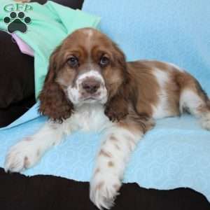 Jolly, Cocker Spaniel Puppy