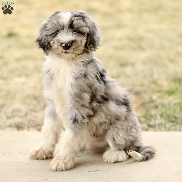 Tyler, Mini Sheepadoodle Puppy