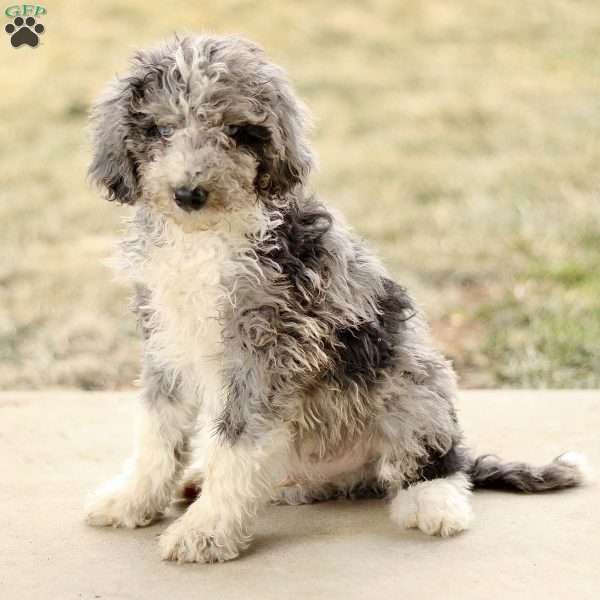 Tanner, Mini Sheepadoodle Puppy