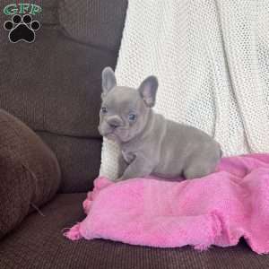 Gracie, French Bulldog Puppy