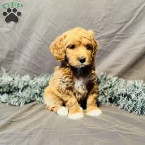 Bruno, Mini Goldendoodle Puppy