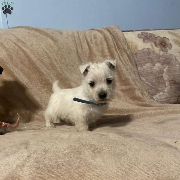 Slater, West Highland Terrier Puppy